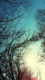Low angle view of bare tree against sky