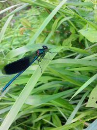 Close-up of damselfly on plant