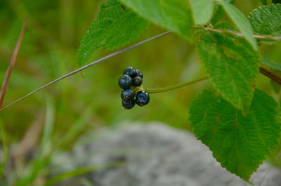 Close-up of berries growing on plant