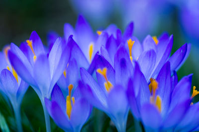 Close-up of purple crocus flowers