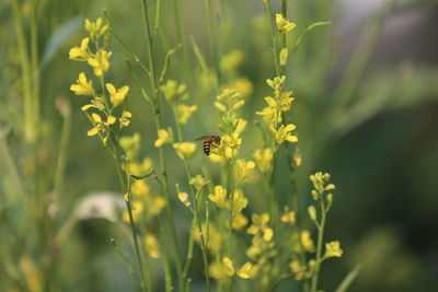 Close-up of bee pollinating on flower