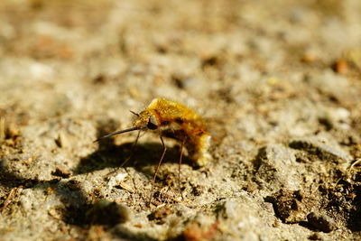 Close-up of insect on rock