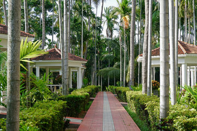 Footpath amidst palm trees in garden