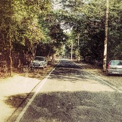 Trees along road