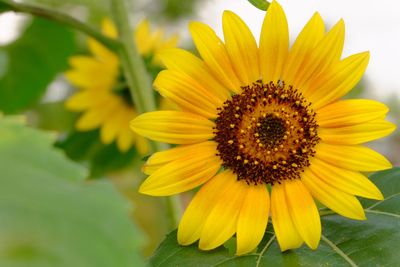 Close-up of sunflower