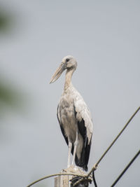 Low angle view of bird perching on wood against sky