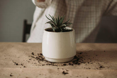 Close-up of potted plant on table