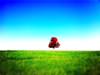 Flowers growing on field against clear sky