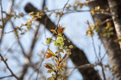 Close-up of white flower on branch