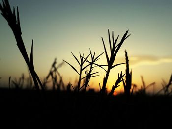 Close-up of silhouette plants on field against sunset sky