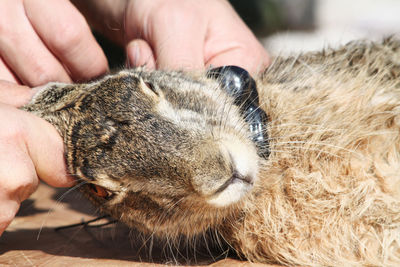 Close-up of hand holding cat