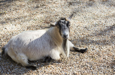 View of a rabbit on land