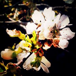 Close-up of white flowers blooming outdoors