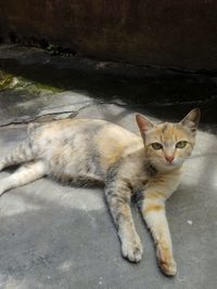 animal