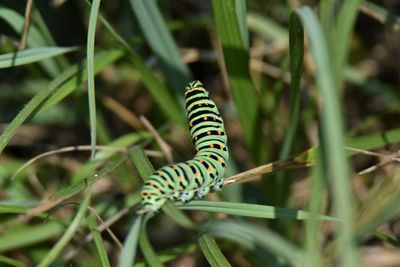 Close-up of caterpillar on grass