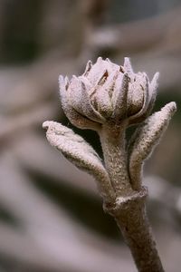 Close-up of frost on plant