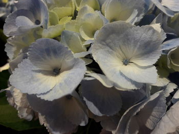 Close-up of flowers