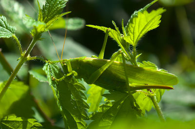 Close-up of fresh green leaves