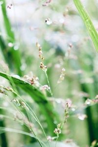 Close-up of flowering plant