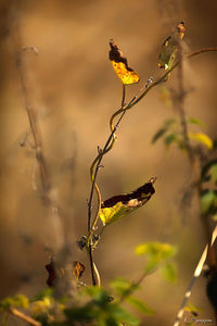 Close-up of wilted plant