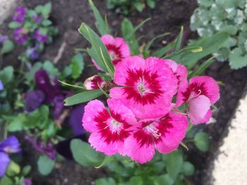 Close-up of flowers blooming outdoors