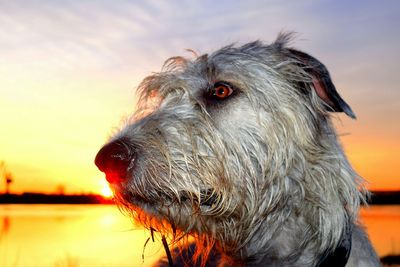 Close-up of horse against sky during sunset