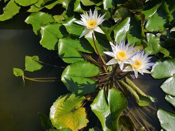 Close-up of flowering plant floating on water