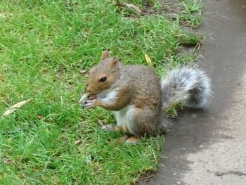 View of squirrel on field