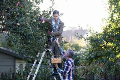 Mature couple picking apples, stockholm, sweden