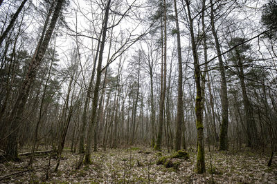 Low angle view of trees in forest