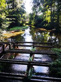 Bridge over river in forest