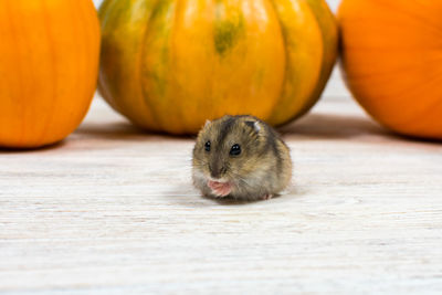 Jack o lantern on table