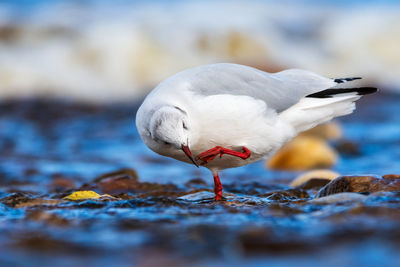 Close-up of seagull perching on water