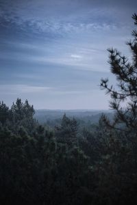 High angle view of trees on landscape against sky