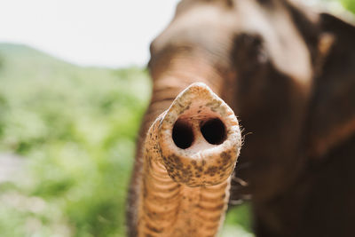 Close-up of elephant