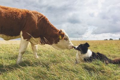 Side view of border collie and cow on grassy field against sky