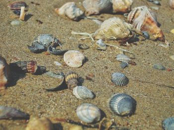 High angle view of seashells on beach