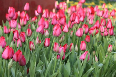 Close-up of pink tulips in field