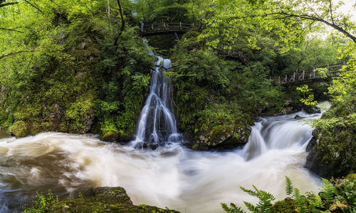 Scenic view of waterfall in forest