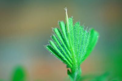 Close-up of plant leaves