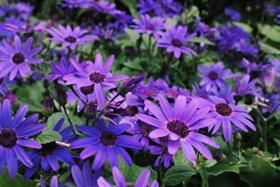 Close-up of purple flowers blooming outdoors