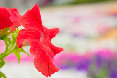 Close-up of red flower blooming outdoors