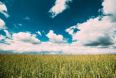 Scenic view of agricultural field against sky