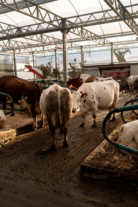 Cows standing in a pen