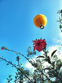 Low angle view of flowering plant against blue sky