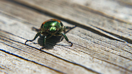 Close-up of beetle on picnic table