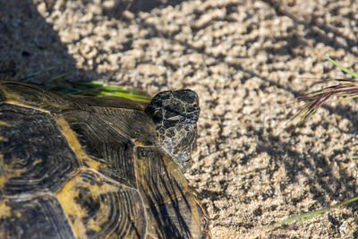 Close-up of turtle