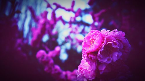 Close-up of flower blooming outdoors