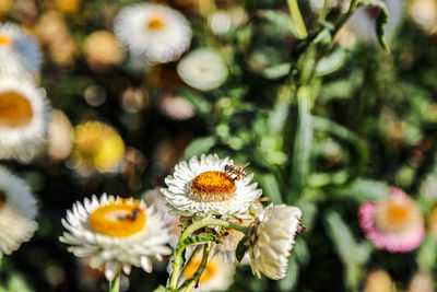 Close-up of flowers blooming outdoors