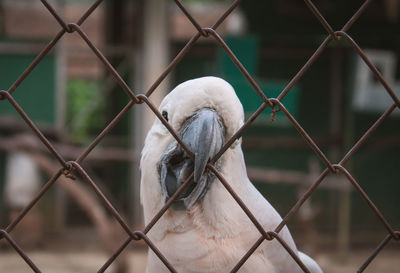 Close-up of parrot against chainlink fence